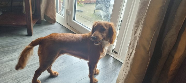 Image of lost pet