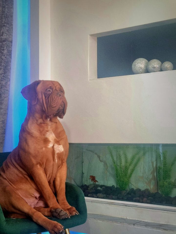 Image of lost pet