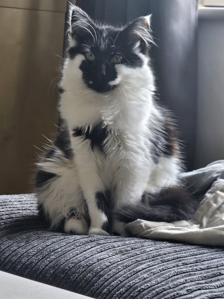 Image of lost pet