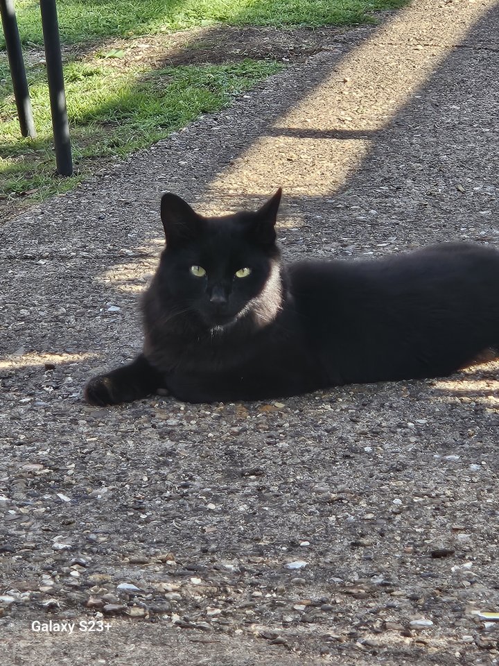 Image of lost pet