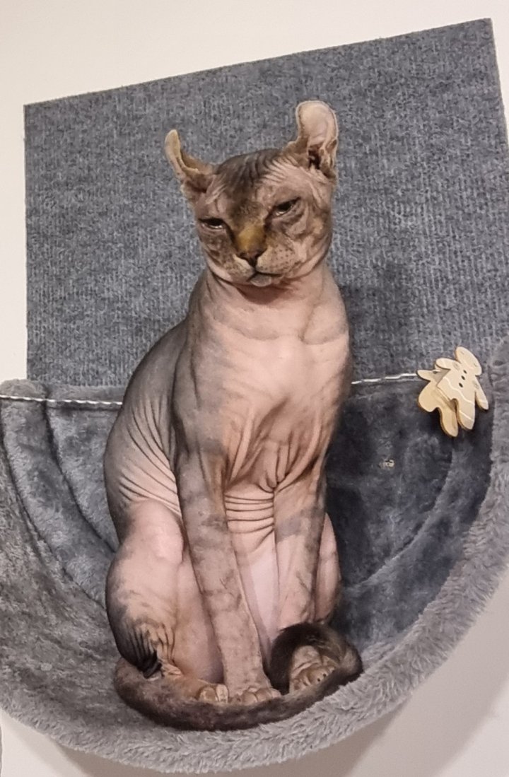 Image of lost pet