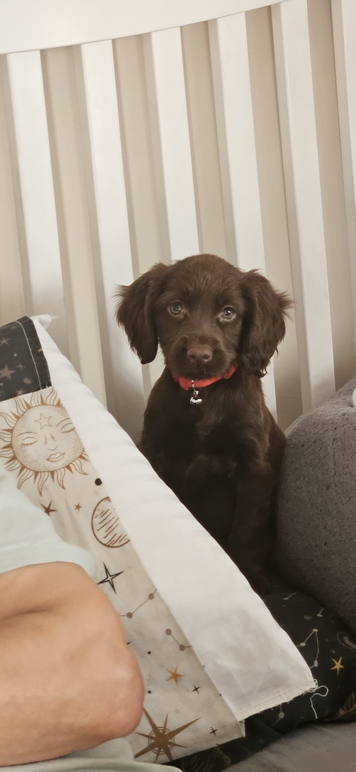 Image of lost pet