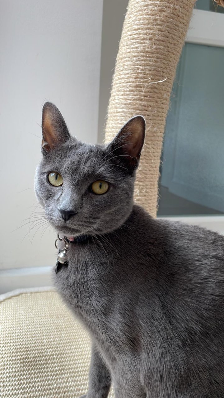 Image of lost pet