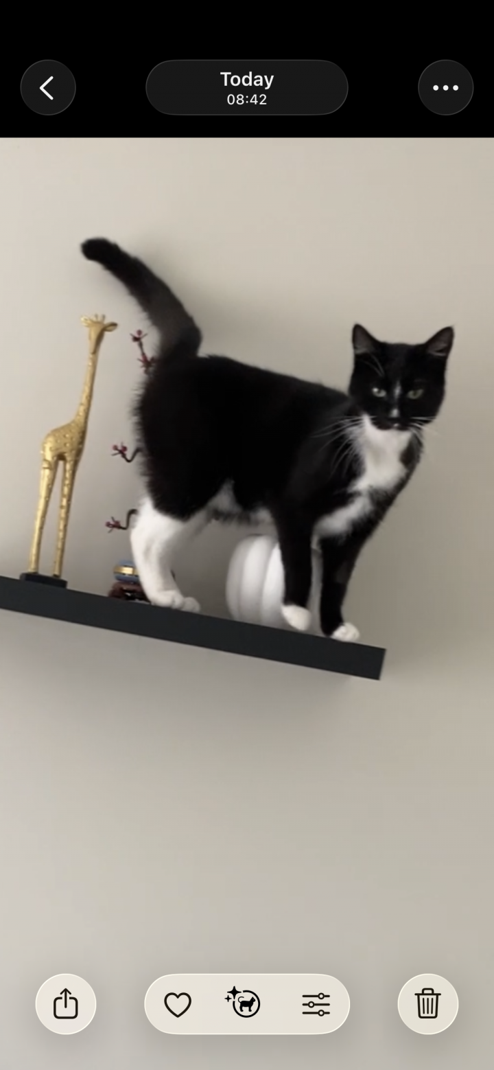 Image of lost pet