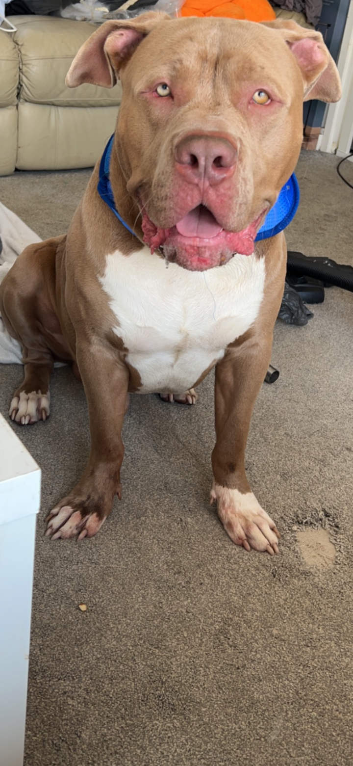 Image of lost pet