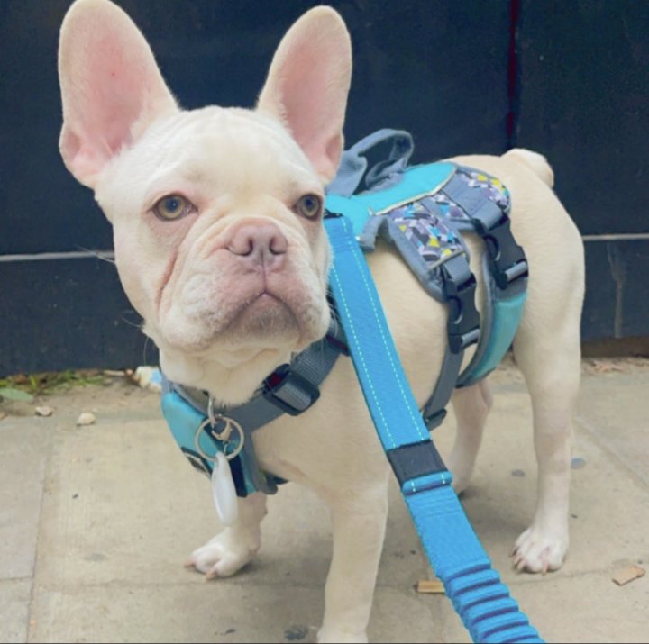 Image of lost pet