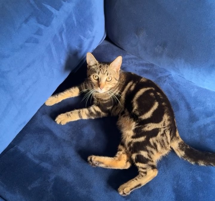 Image of lost pet