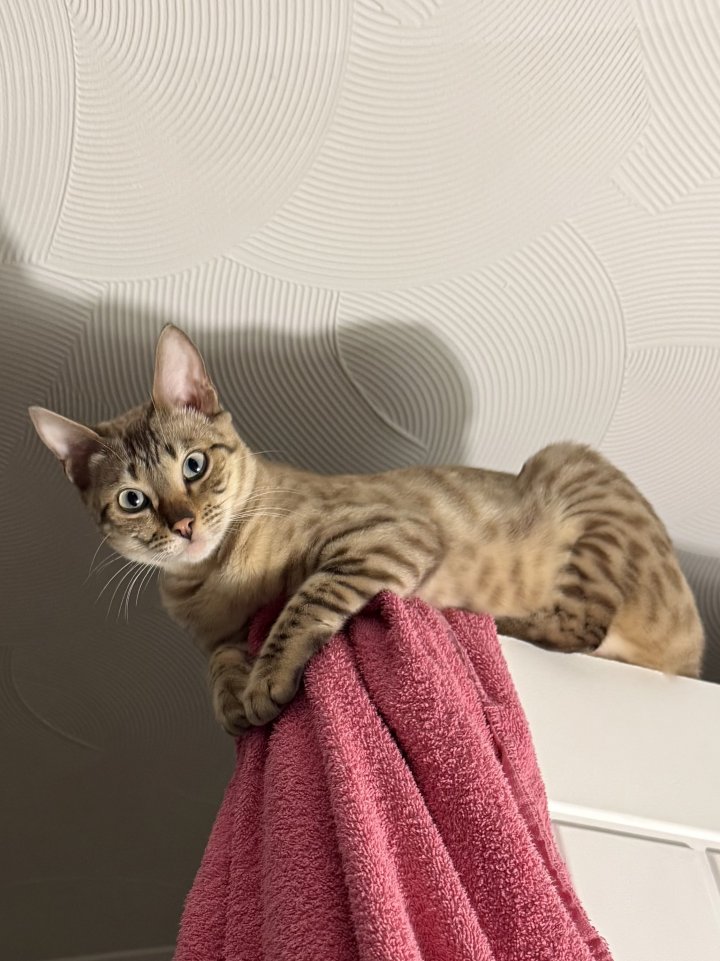 Image of lost pet