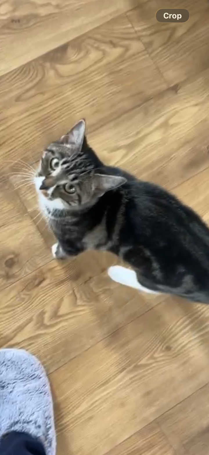 Image of lost pet