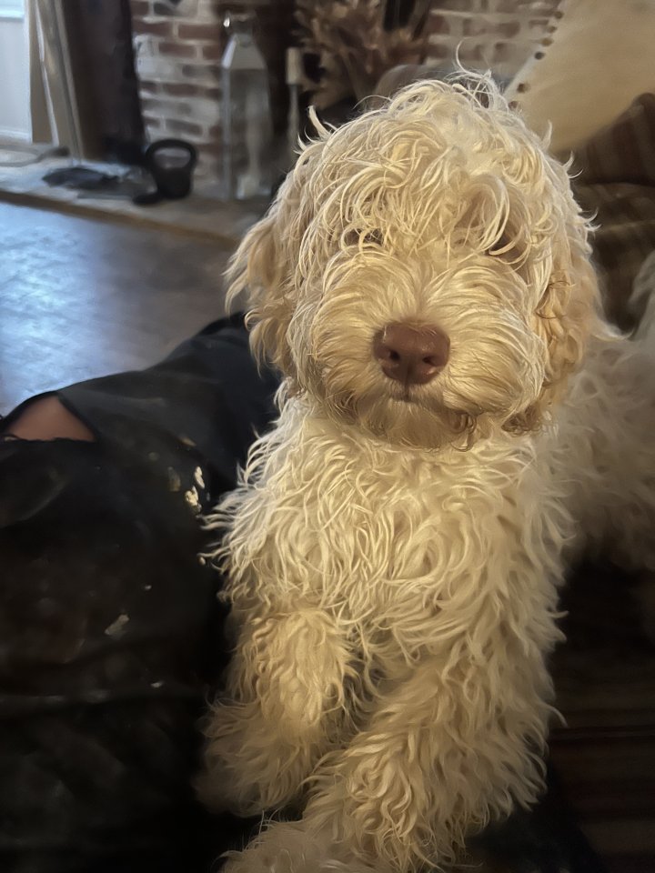 Image of lost pet