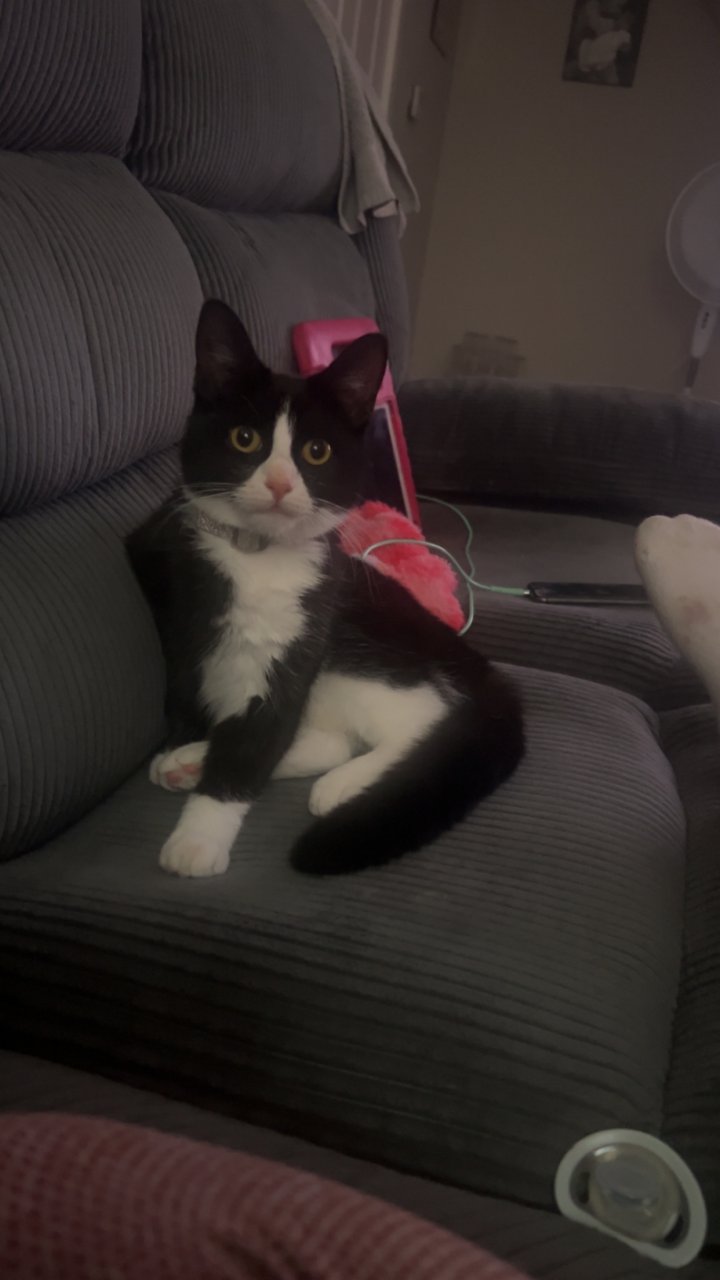 Image of lost pet