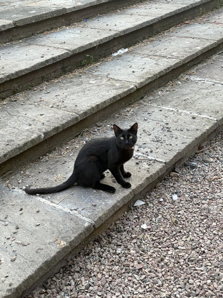 Image of lost pet