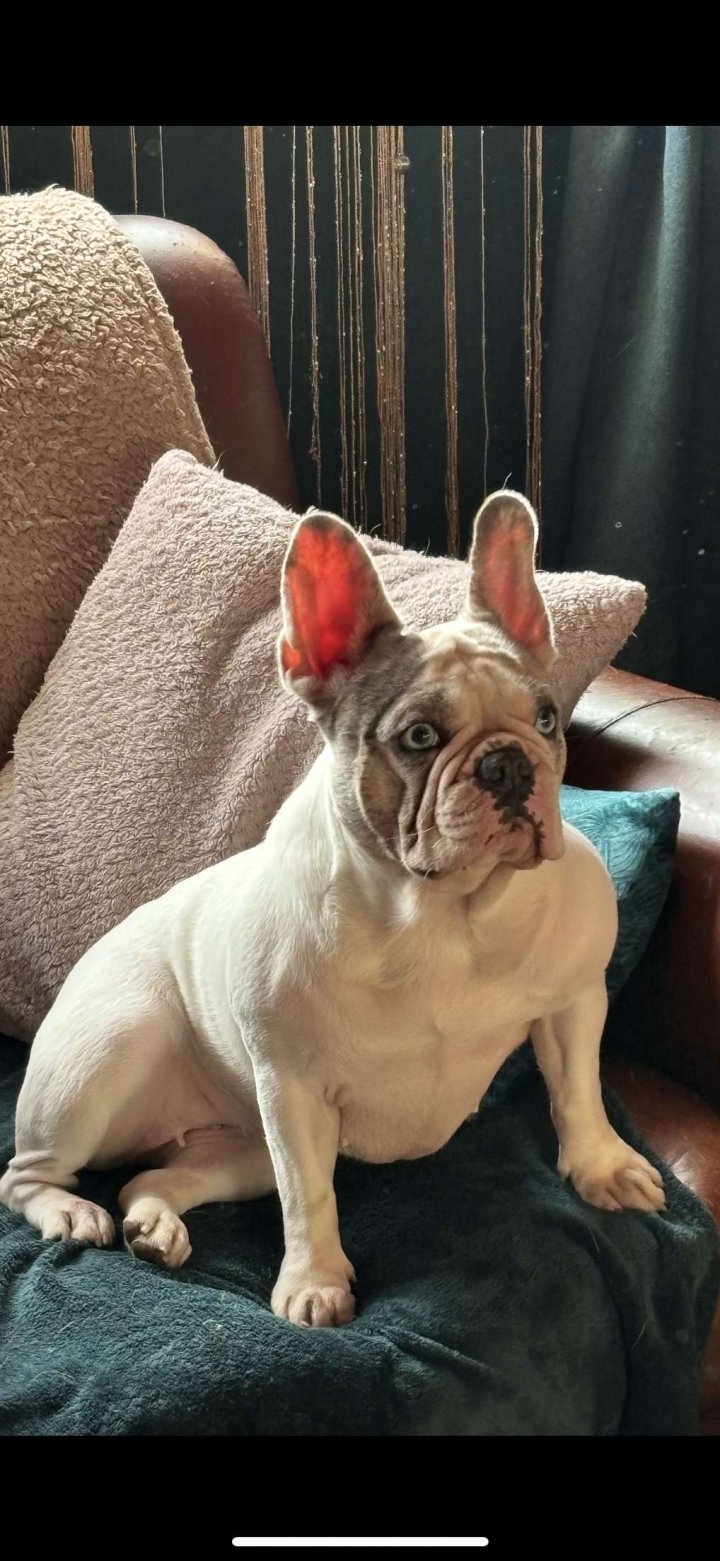 Image of lost pet