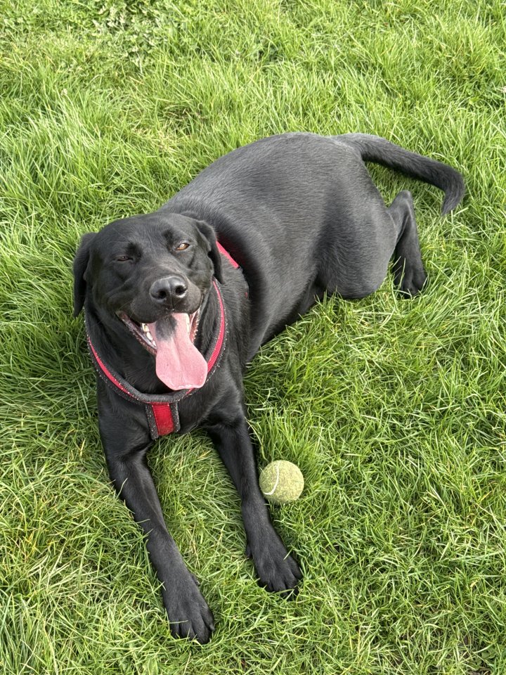 Image of lost pet