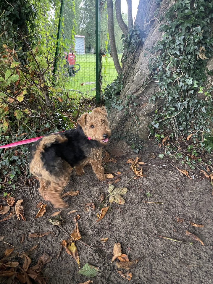 Image of lost pet