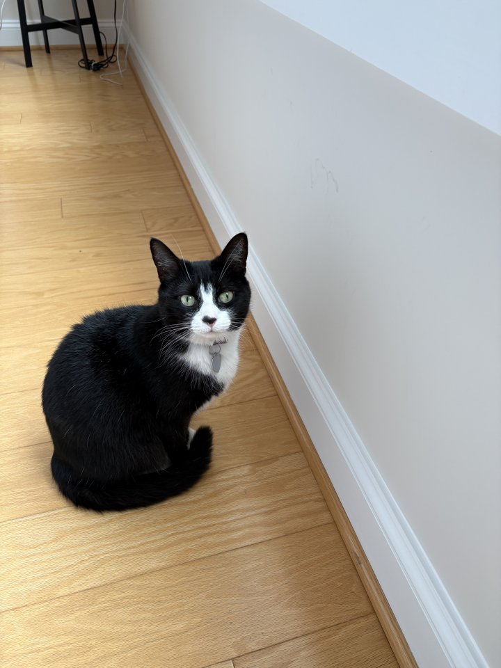Image of lost pet
