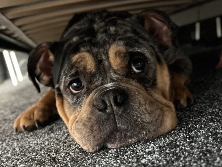 Image of lost pet