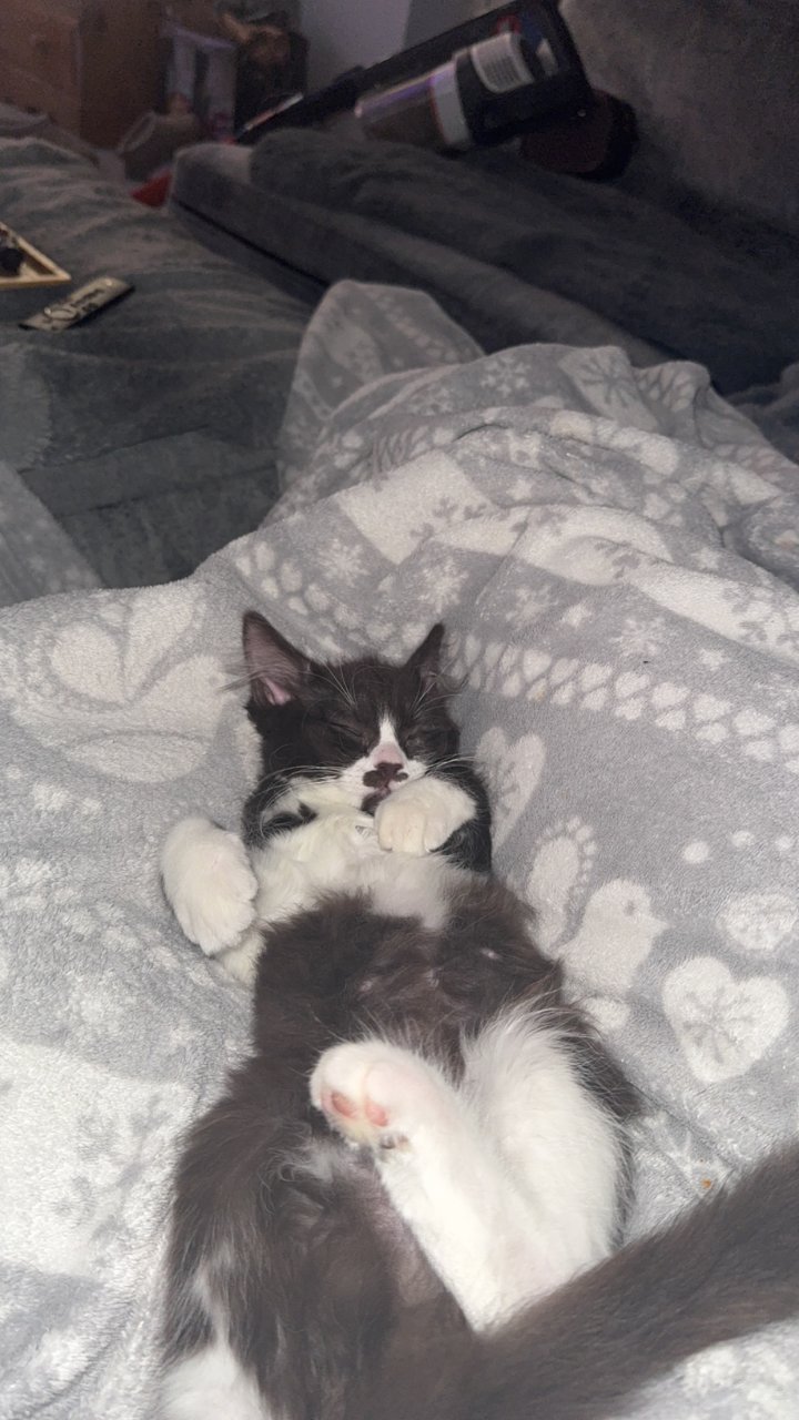Image of lost pet