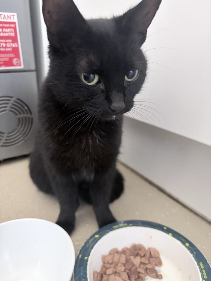 Image of lost pet