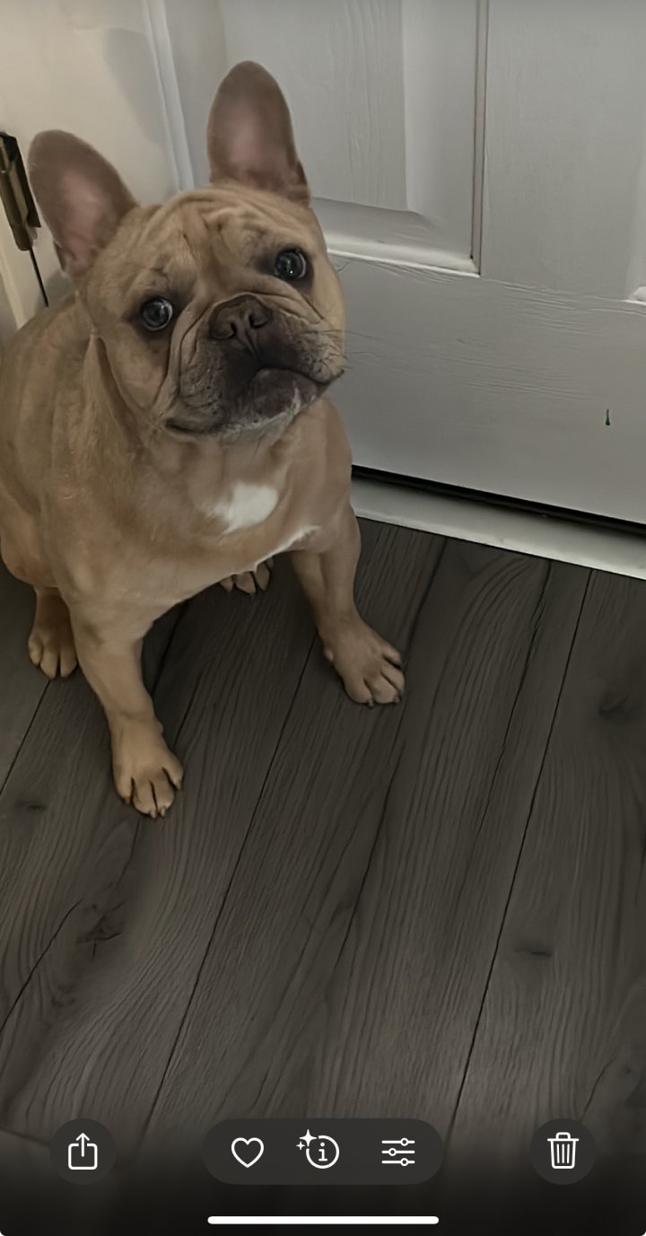 Image of lost pet