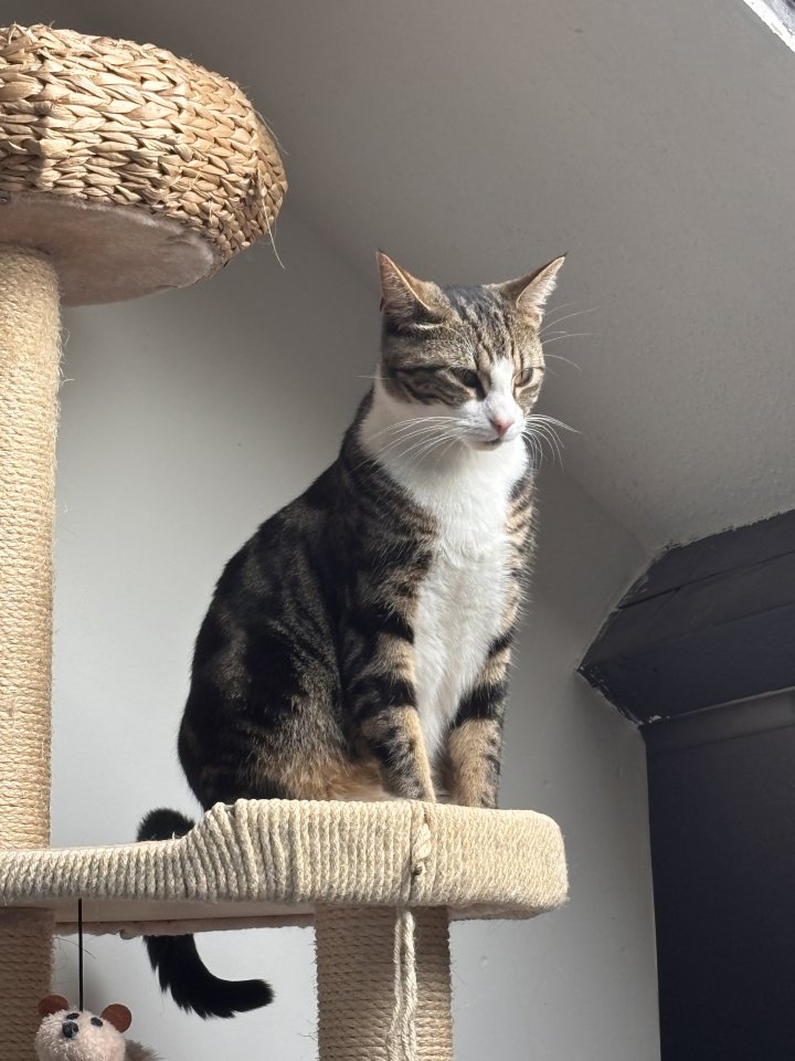 Image of lost pet