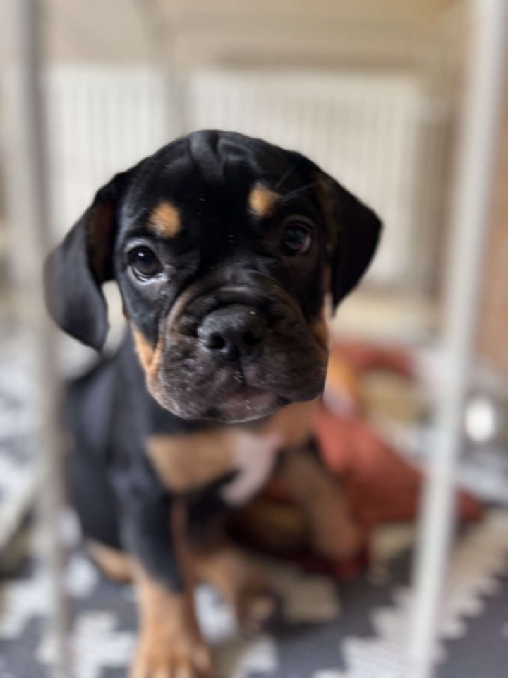 Image of lost pet
