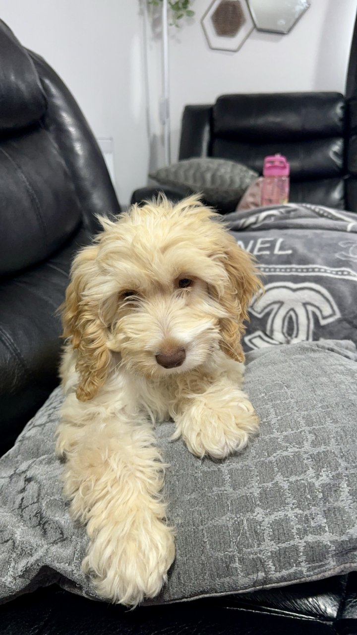 Image of lost pet