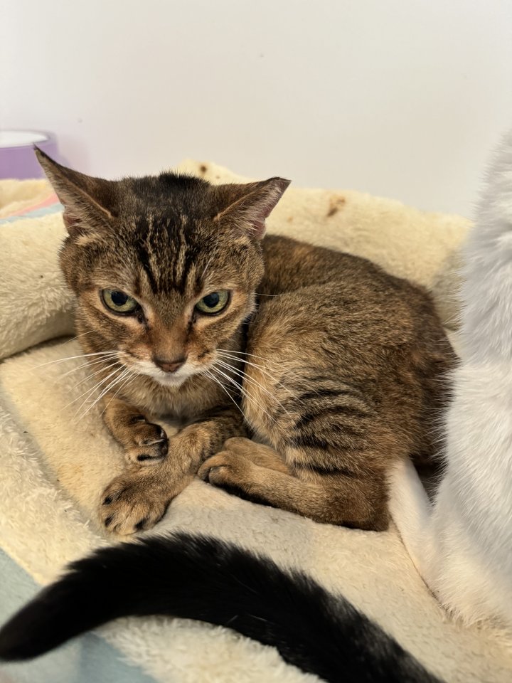 Image of lost pet