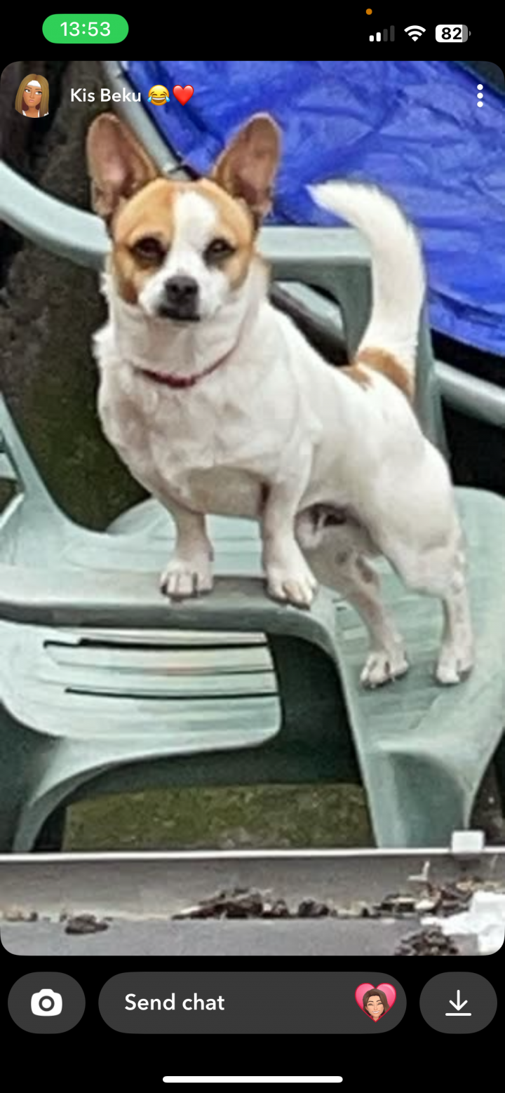 Image of lost pet