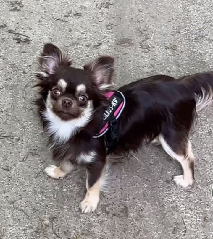 Image of lost pet