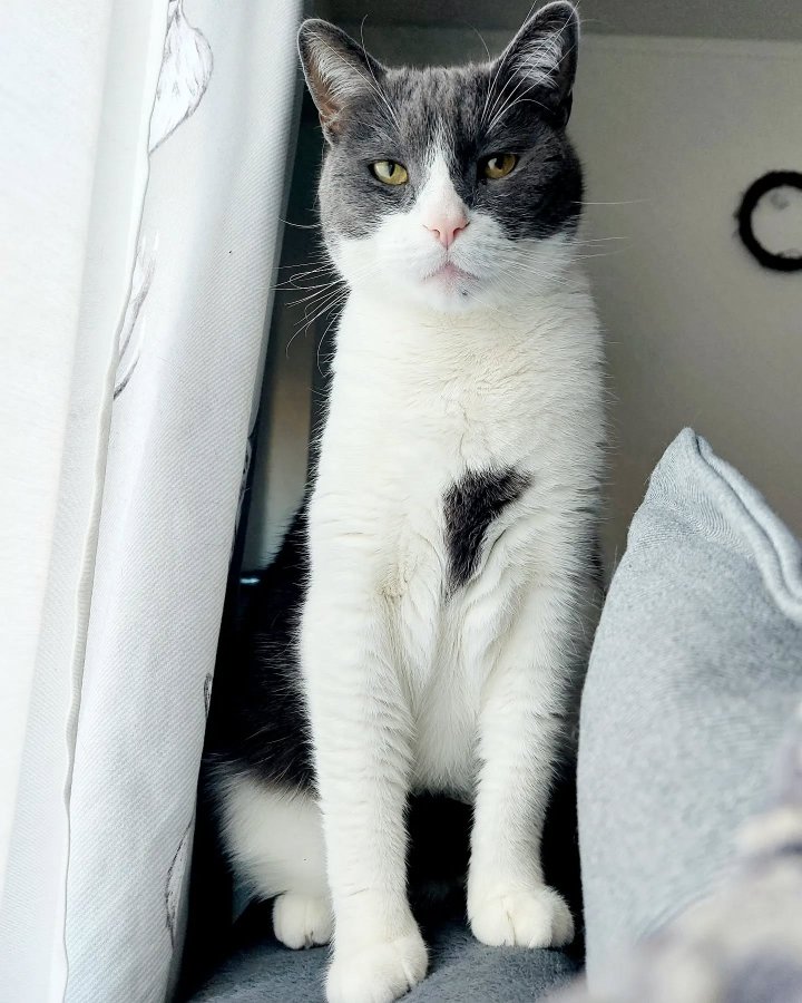 Image of lost pet
