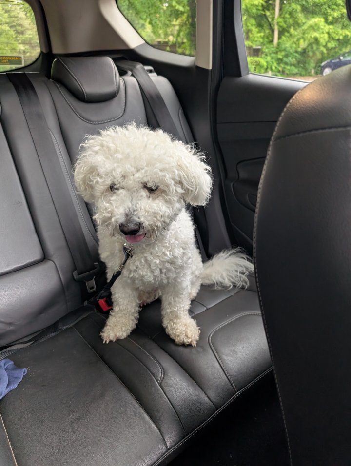 Image of lost pet