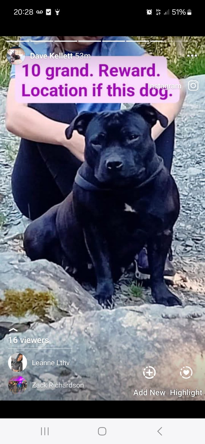 Image of lost pet