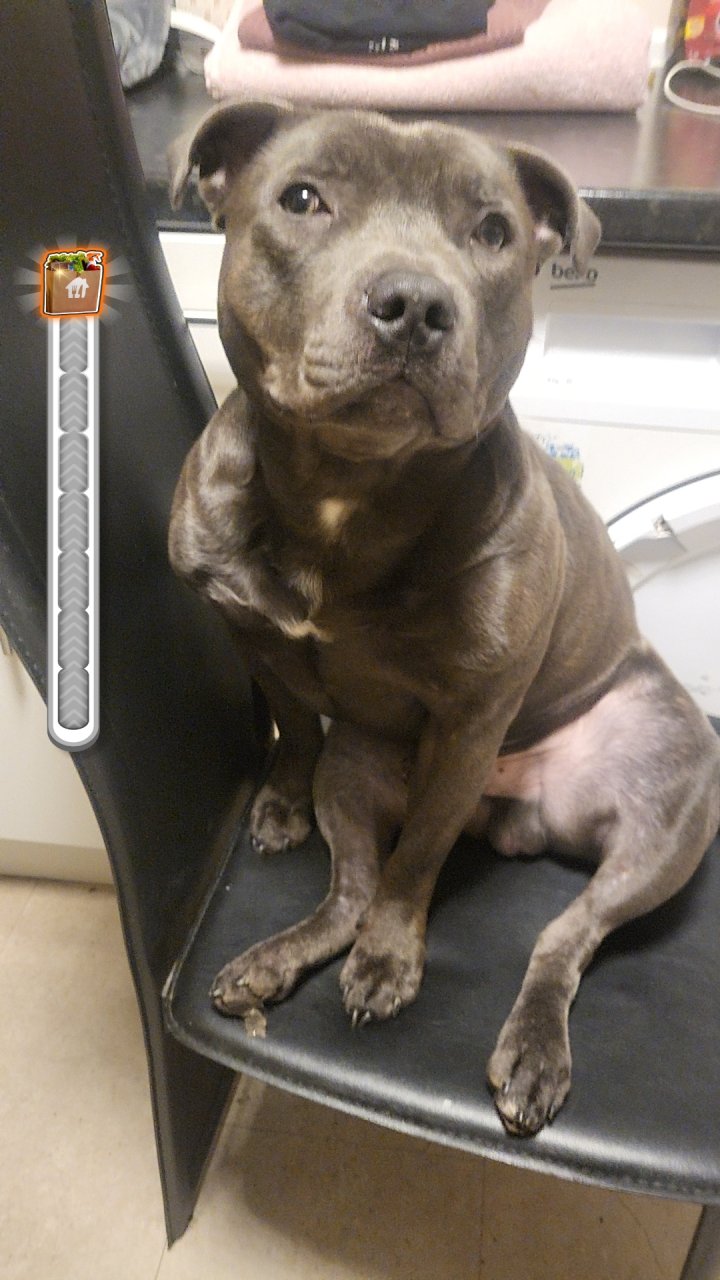 Image of lost pet