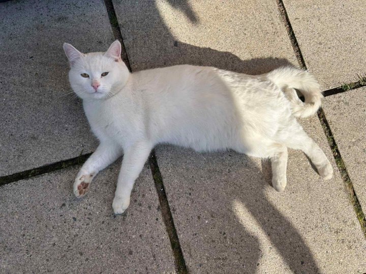 Image of lost pet