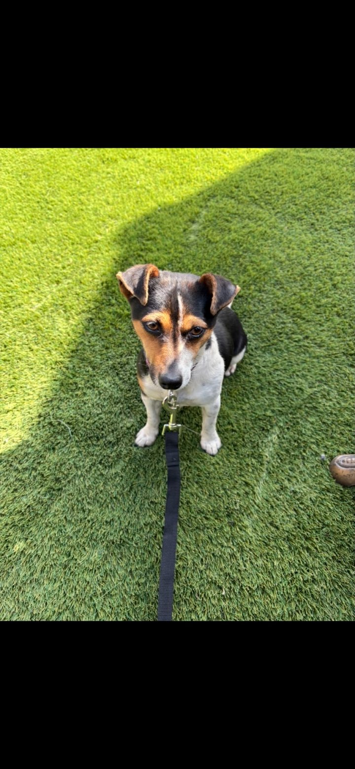 Image of lost pet