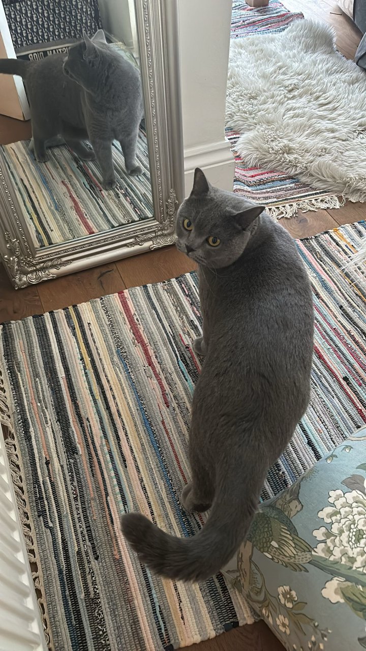 Image of lost pet
