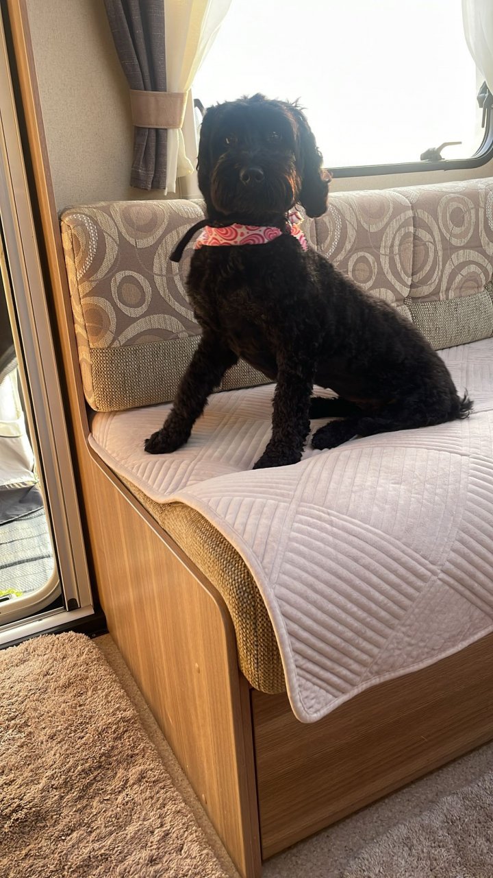 Image of lost pet