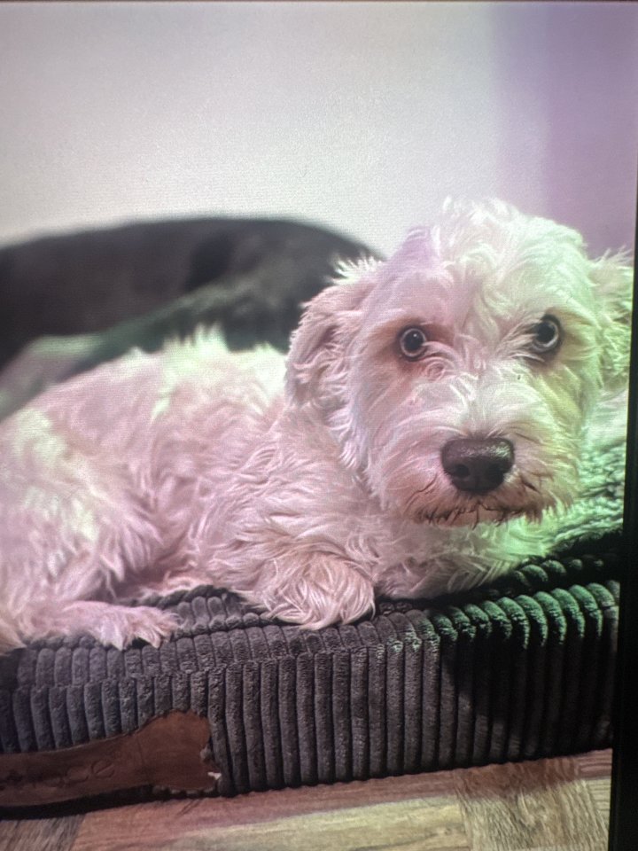 Image of lost pet